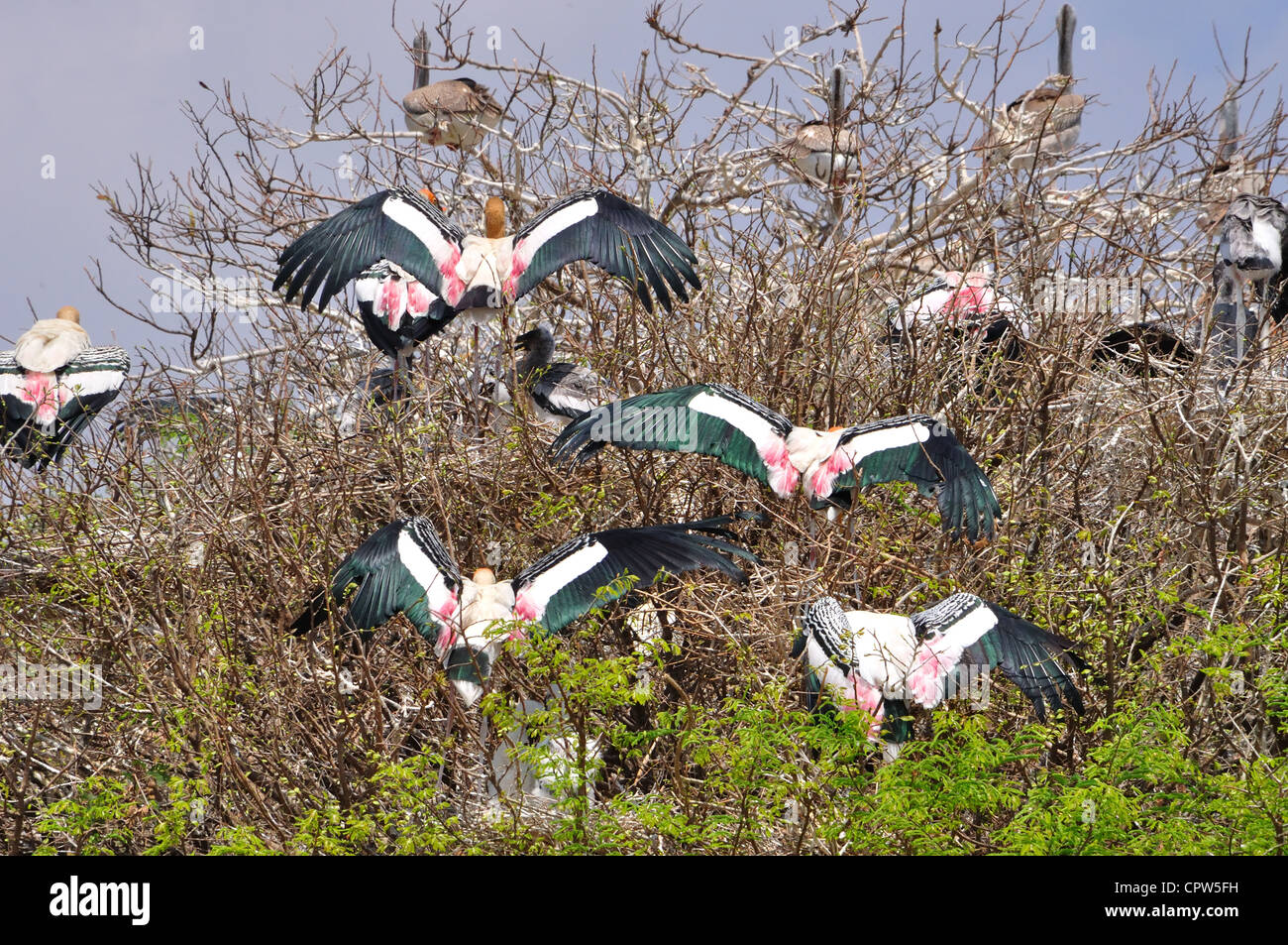 Painted Storks Stock Photo