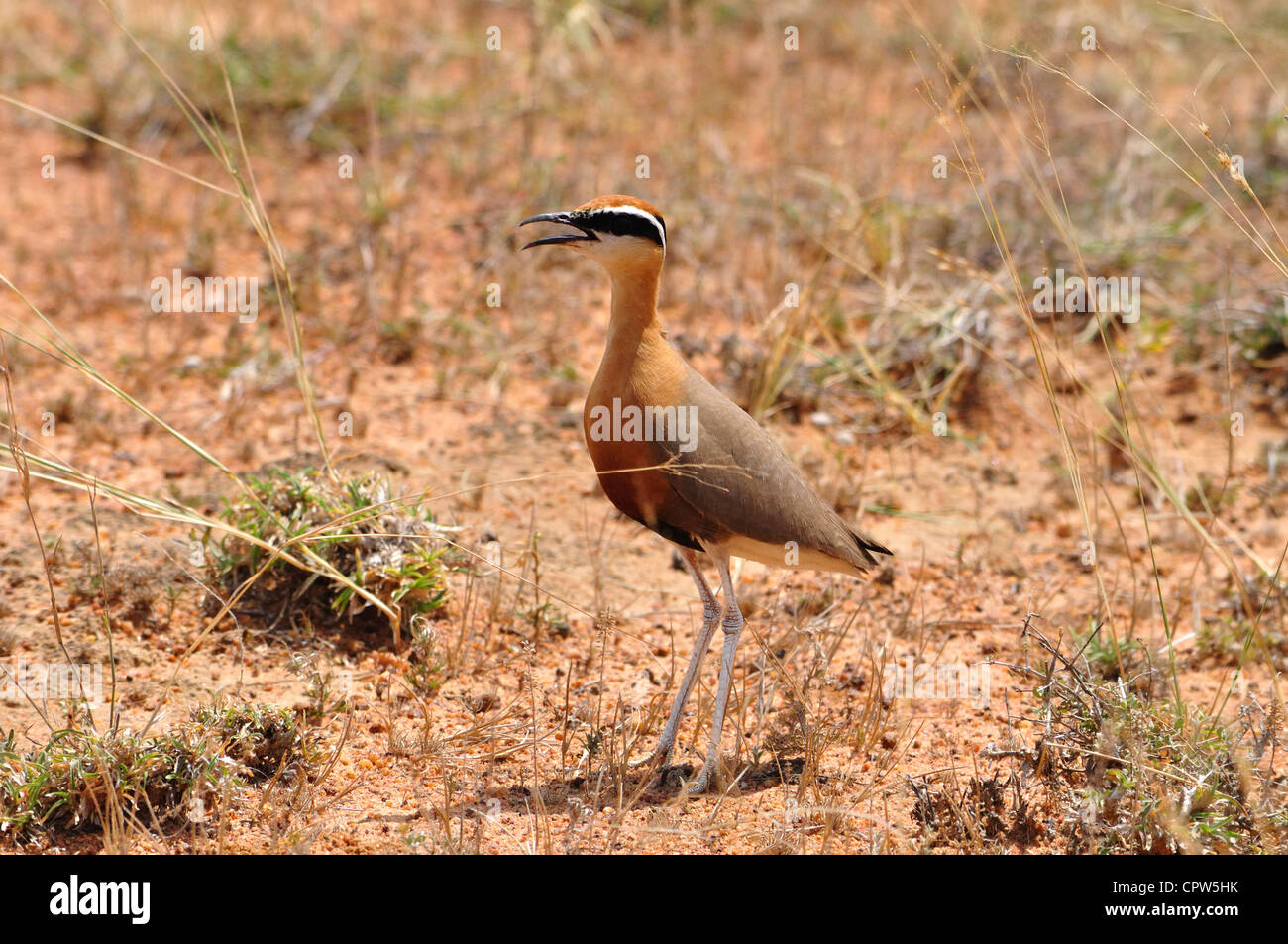 Indian Courser Stock Photo