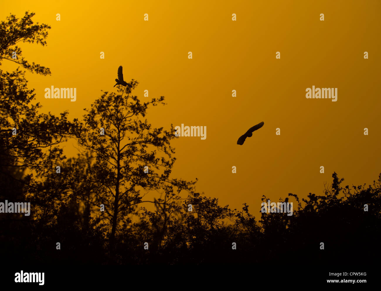 Barn owls(Tyto alba) hunting and fighting at dusk in Norfolk. Stock Photo