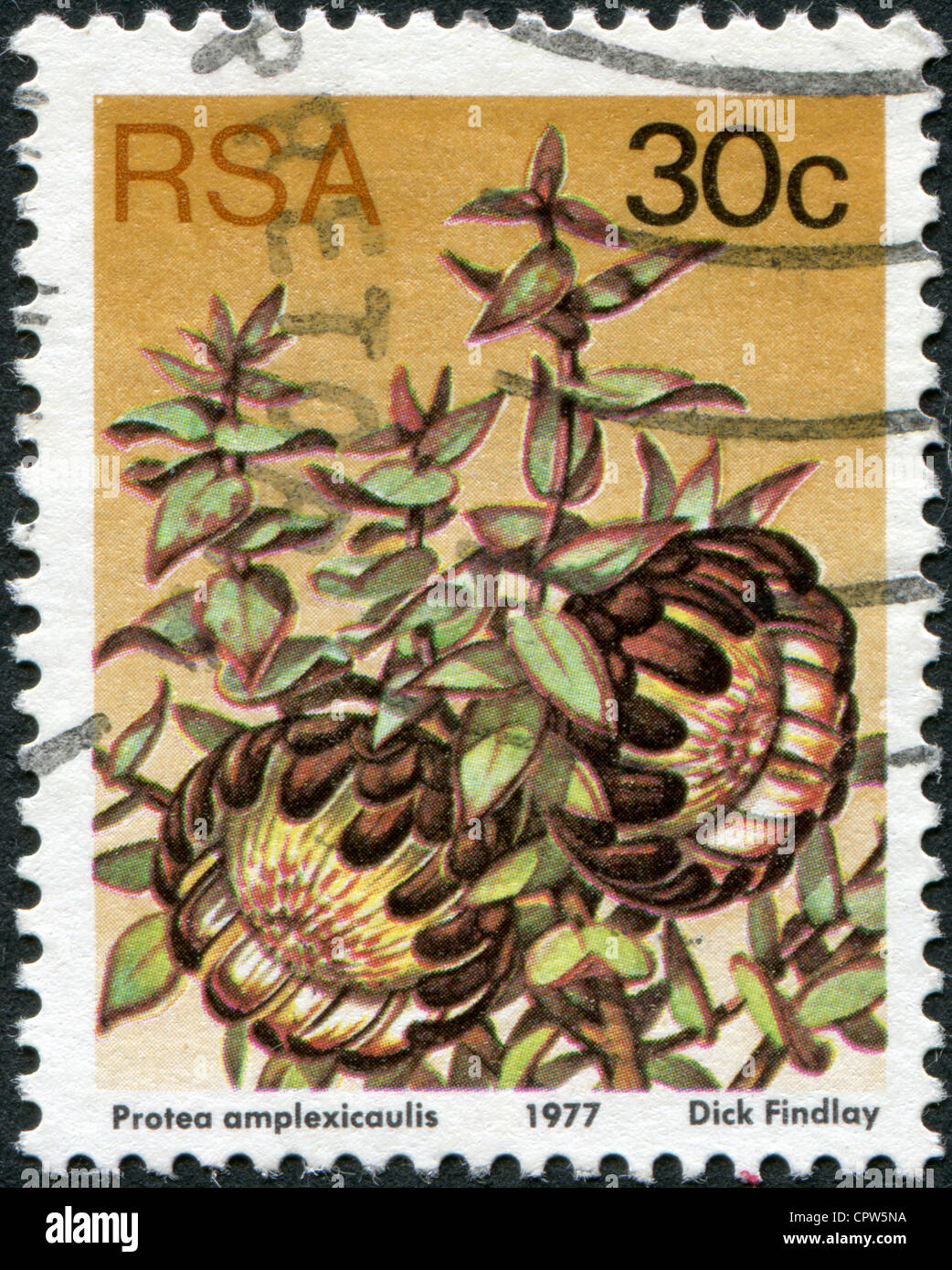 SOUTH AFRICA - CIRCA 1977: A stamp printed in South Africa (RSA), a flower bush Protea amplexicaulis, circa 1977 Stock Photo