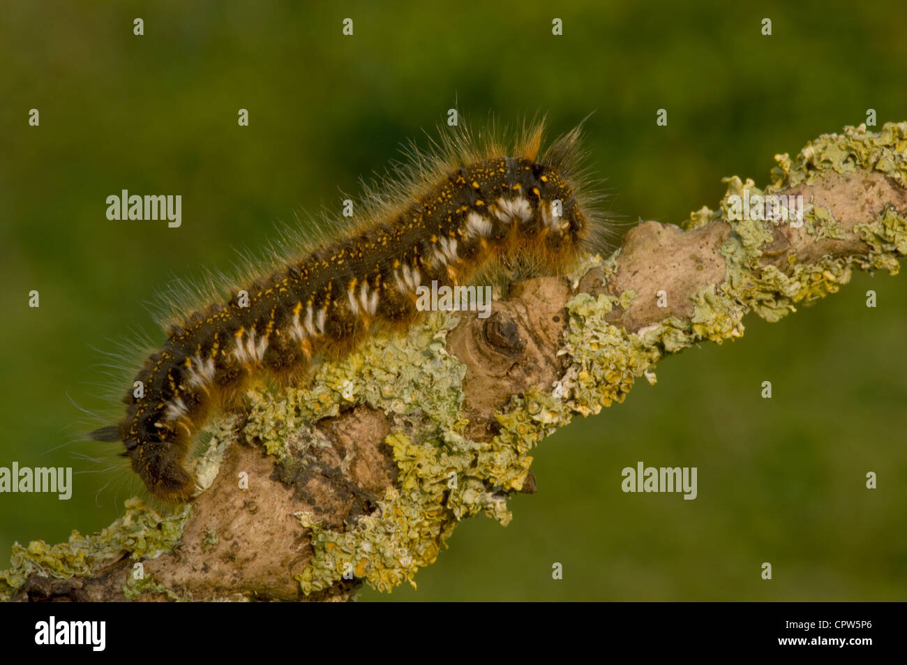 Caterpillar of the Drinker Moth(Euthrix potatoriaon) on a lichen covered branch. Stock Photo