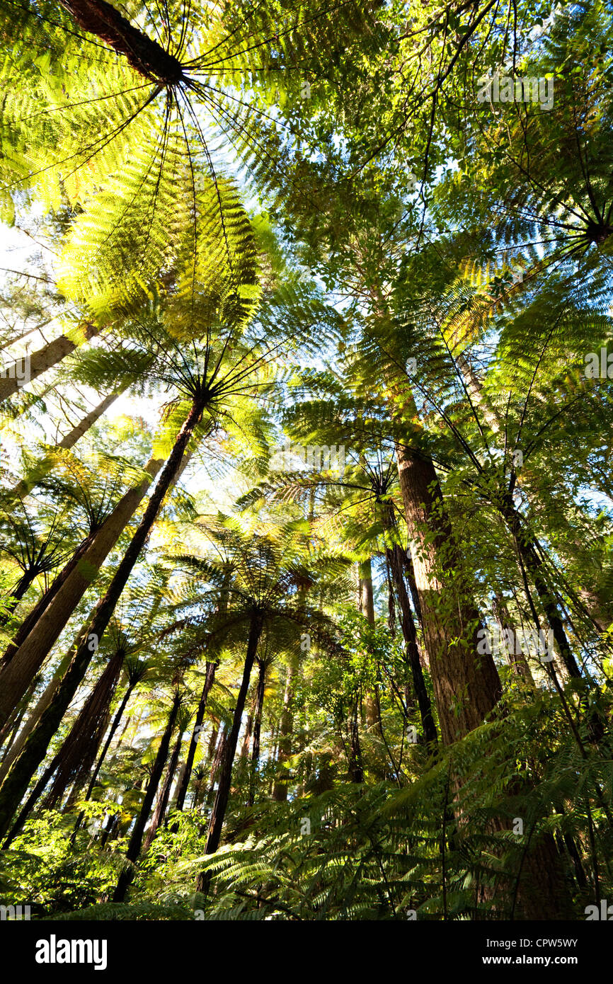 Forest of tree ferns and giant redwoods, Rotorua, New Zealand. Stock Photo