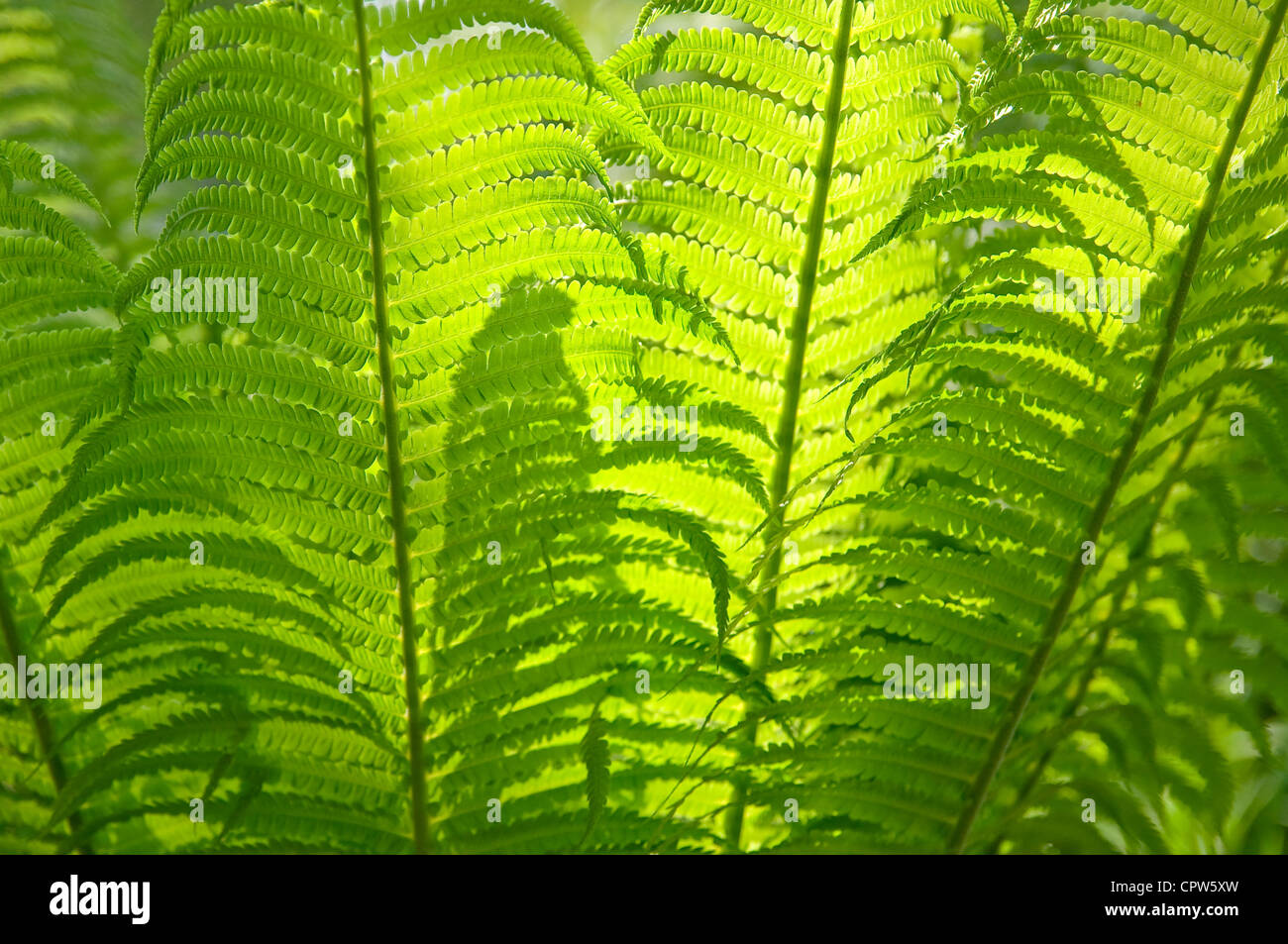 Fern-rayed sun as a background Stock Photo - Alamy