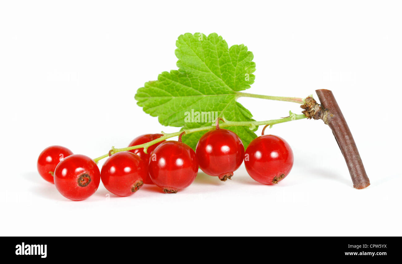 Redcurrant on the withe background Stock Photo