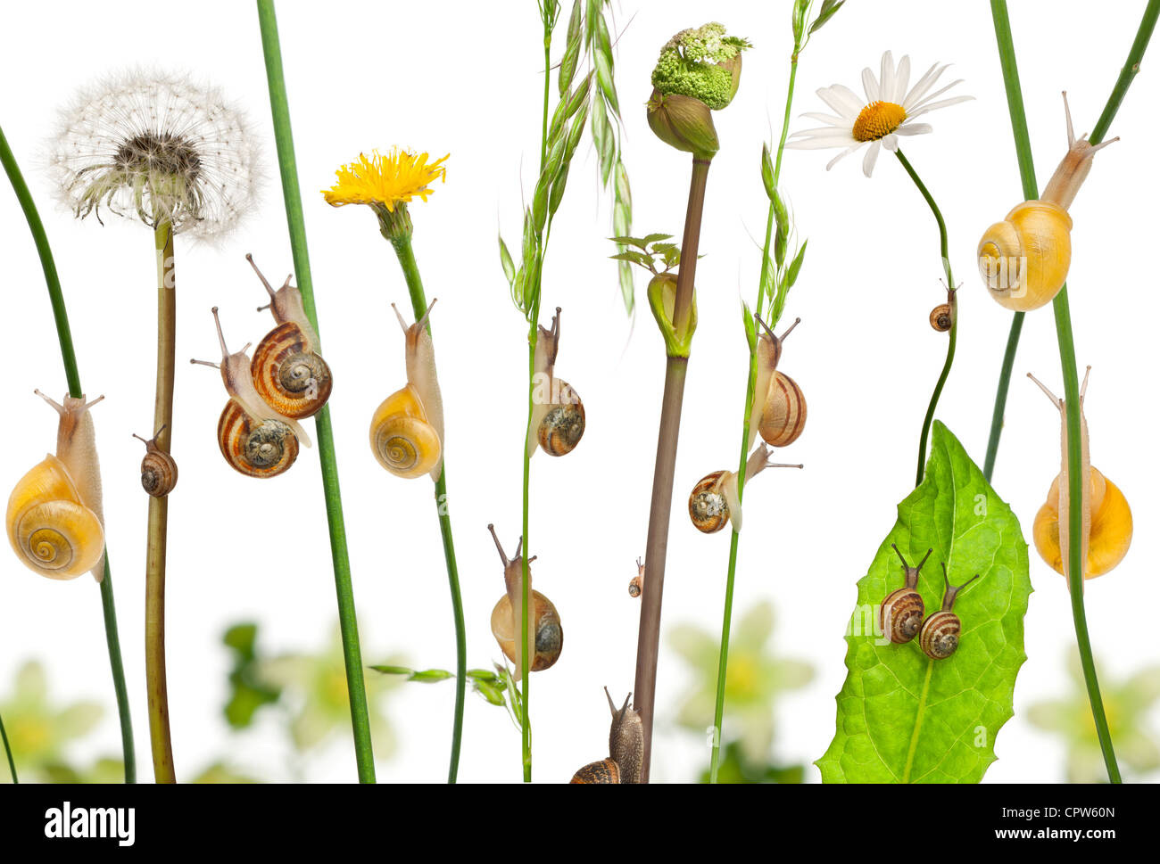 Composition of flowers and Garden snails, Helix aspersa, and Mediterranean snails, Theba pisana