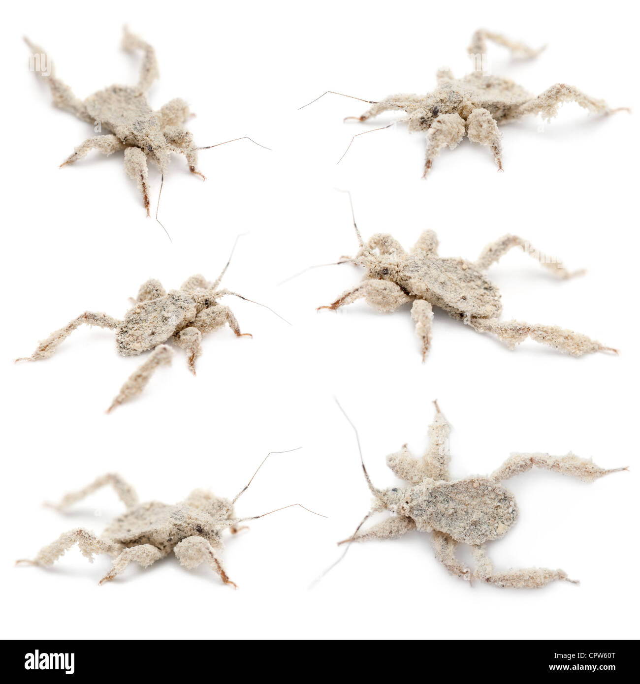 Young Masked Hunter, Reduvius personatus, covered in dust against white background Stock Photo