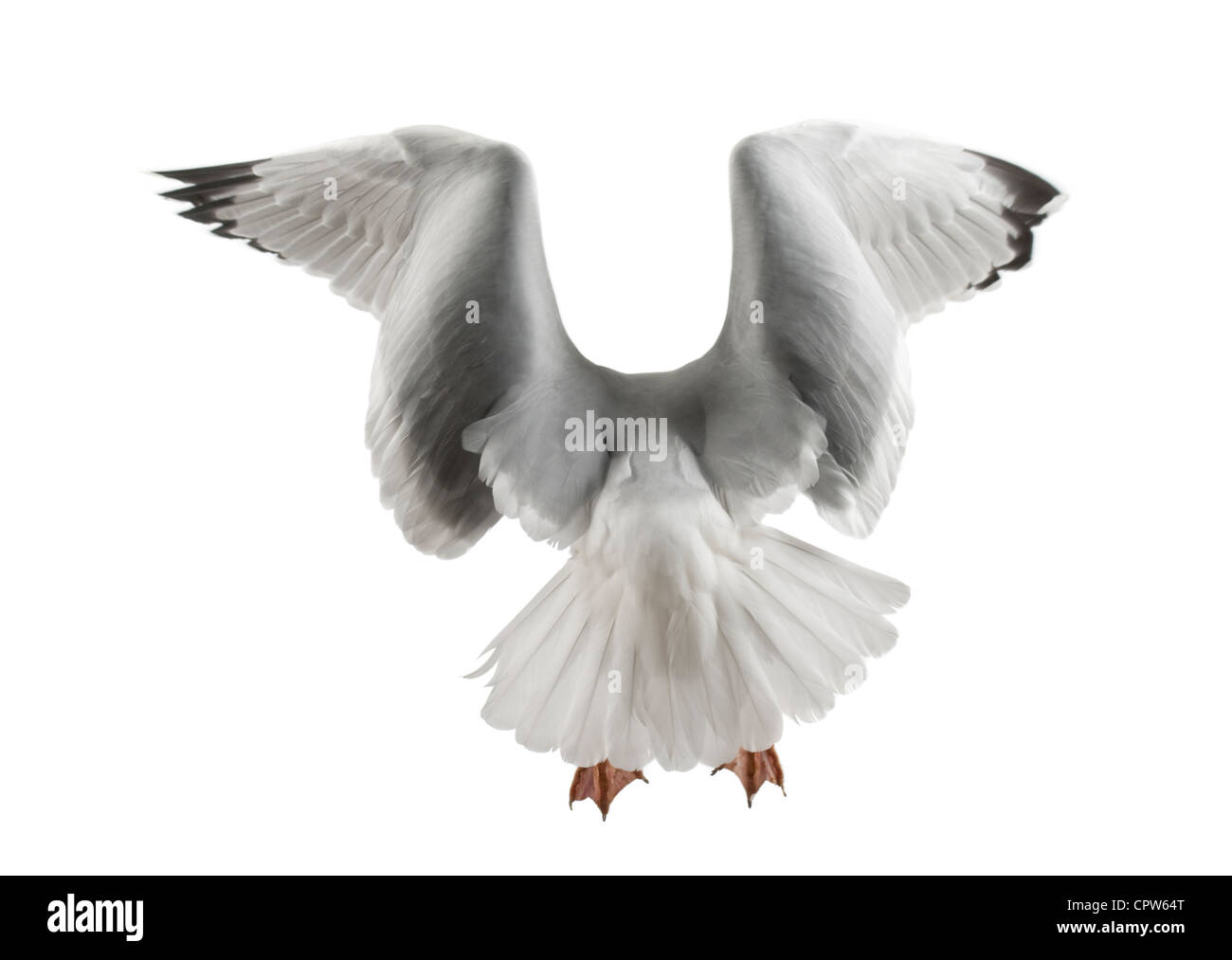 European Herring Gull, Larus argentatus, 4 years old, in winter plumage taking off against white background Stock Photo