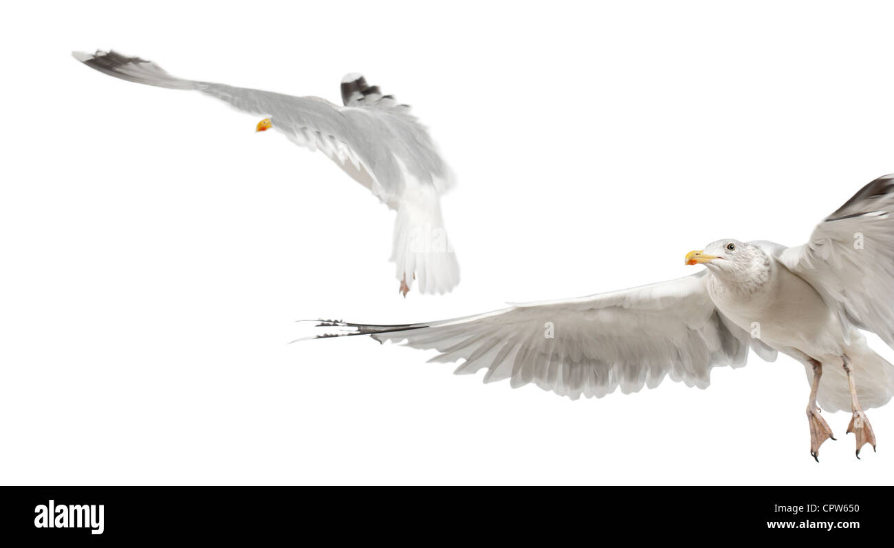 European Herring Gulls, Larus argentatus, 4 years old, in winter plumage flying against white background Stock Photo