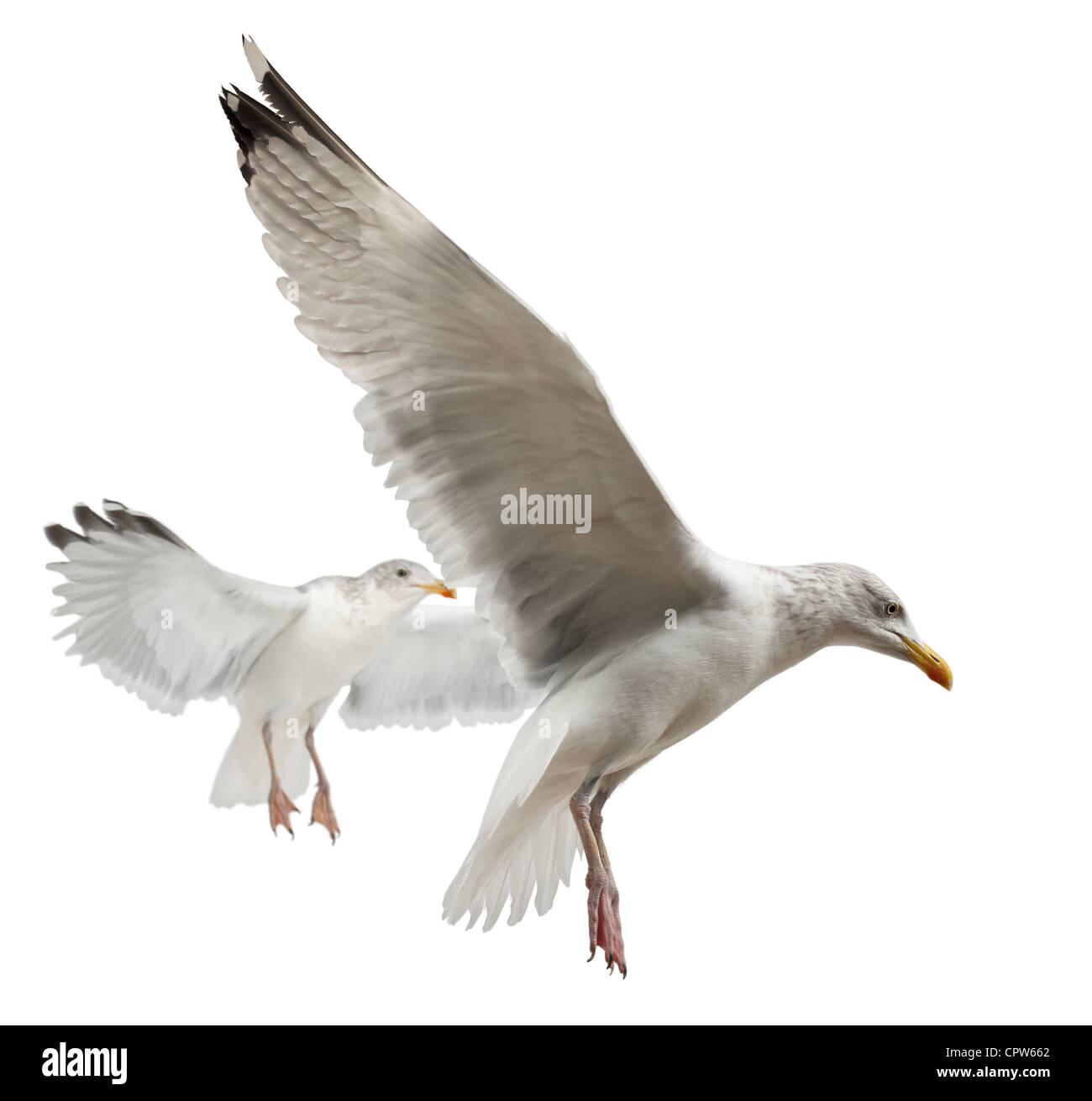European Herring Gulls, Larus argentatus, 4 years old, in winter plumage flying against white background Stock Photo