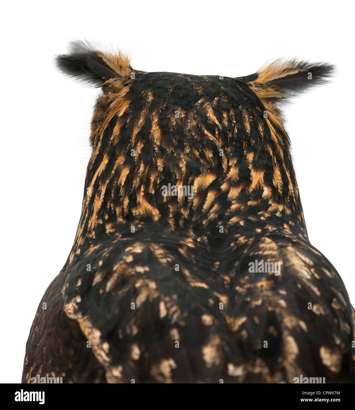 Eurasian Eagle-Owl, Bubo bubo, 15 years old, against white background Stock Photo