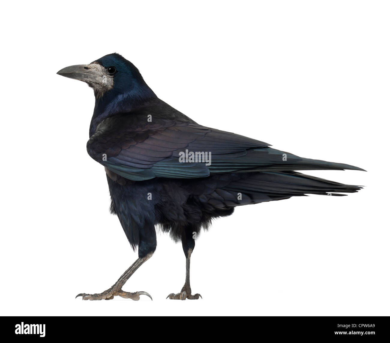 Black rook hi-res stock photography and images - Alamy