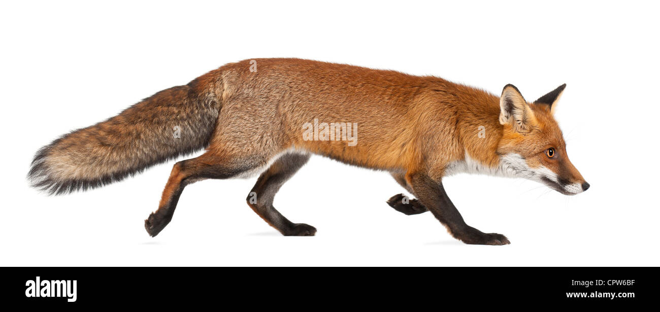 Red fox, Vulpes vulpes, 4 years old, walking against white background Stock Photo