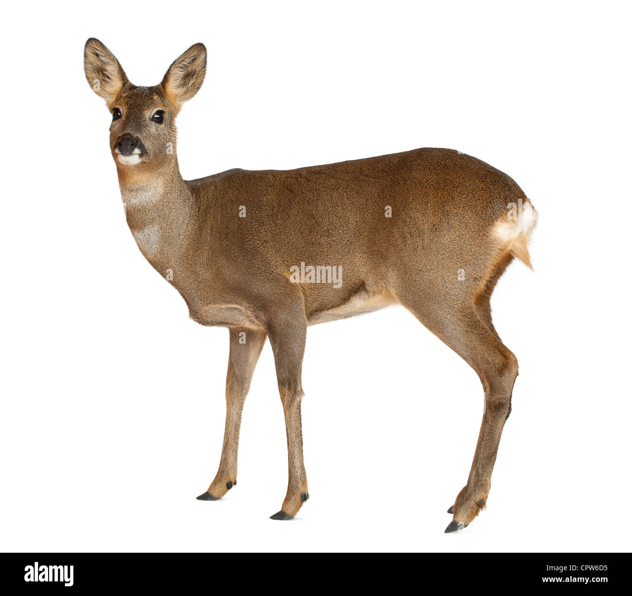 European Roe Deer, Capreolus capreolus, 3 years old, standing against white background Stock Photo