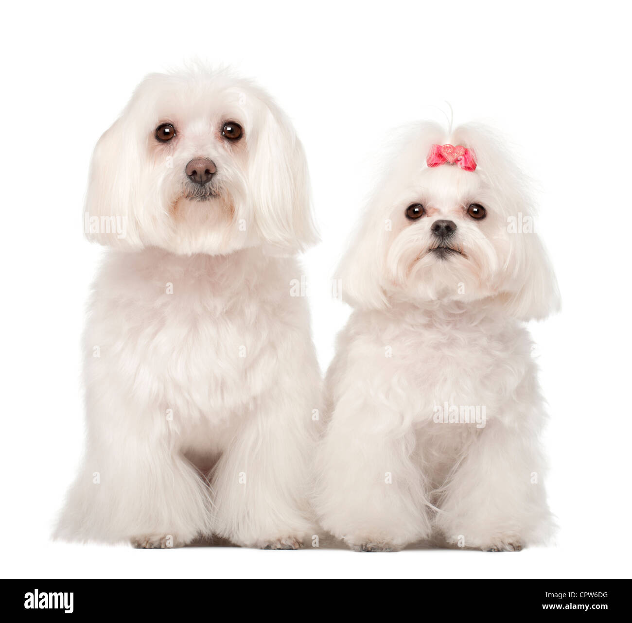 Maltese, 4 and 8 years old, sitting against white background Stock Photo