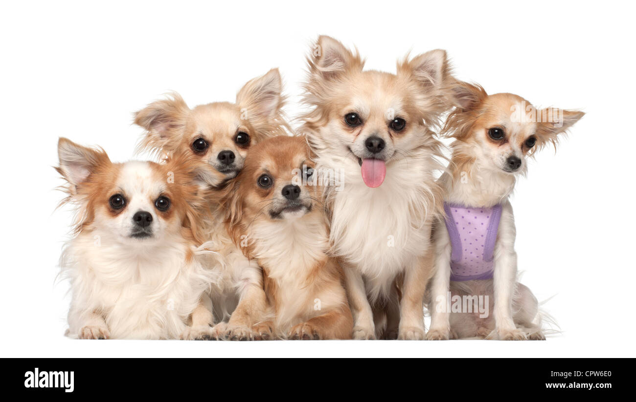 Five Chihuahuas, 10 months and 3 years old, sitting in front of white background Stock Photo
