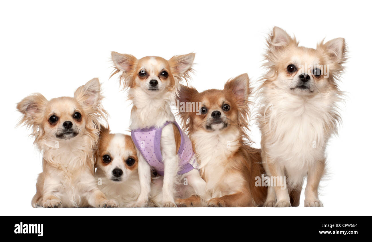 Five Chihuahuas, 10 months and 3 years old, sitting in front of white background Stock Photo