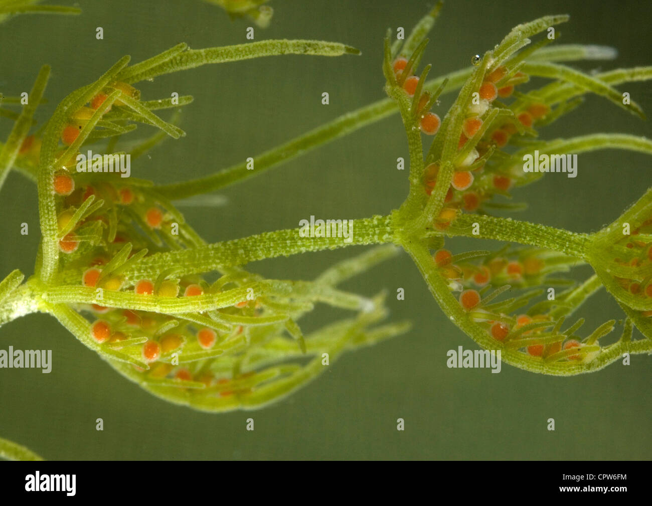 Chara High Resolution Stock Photography And Images Alamy
