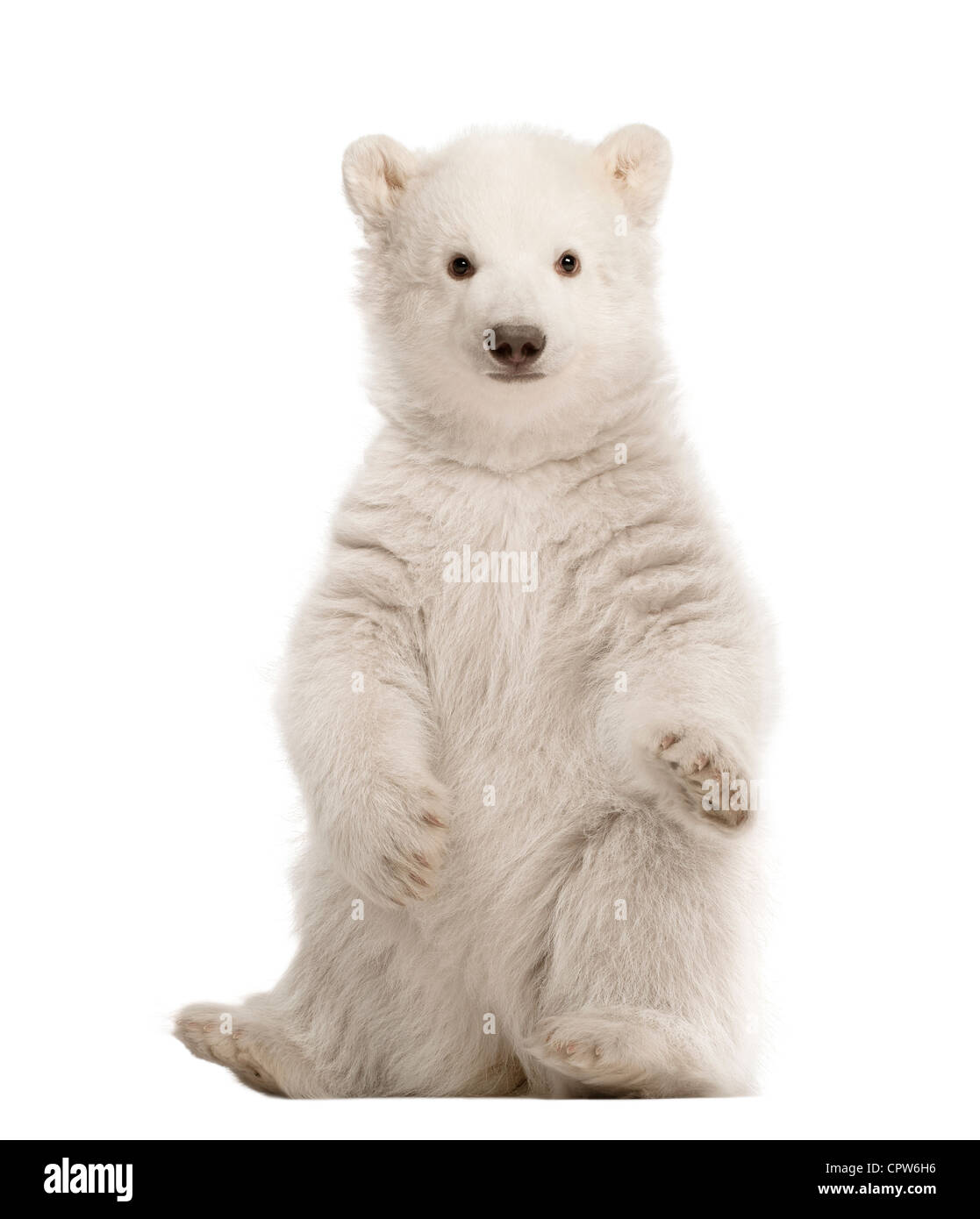 Polar bear cub,  Ursus maritimus, 3 months old, portrait against white background Stock Photo