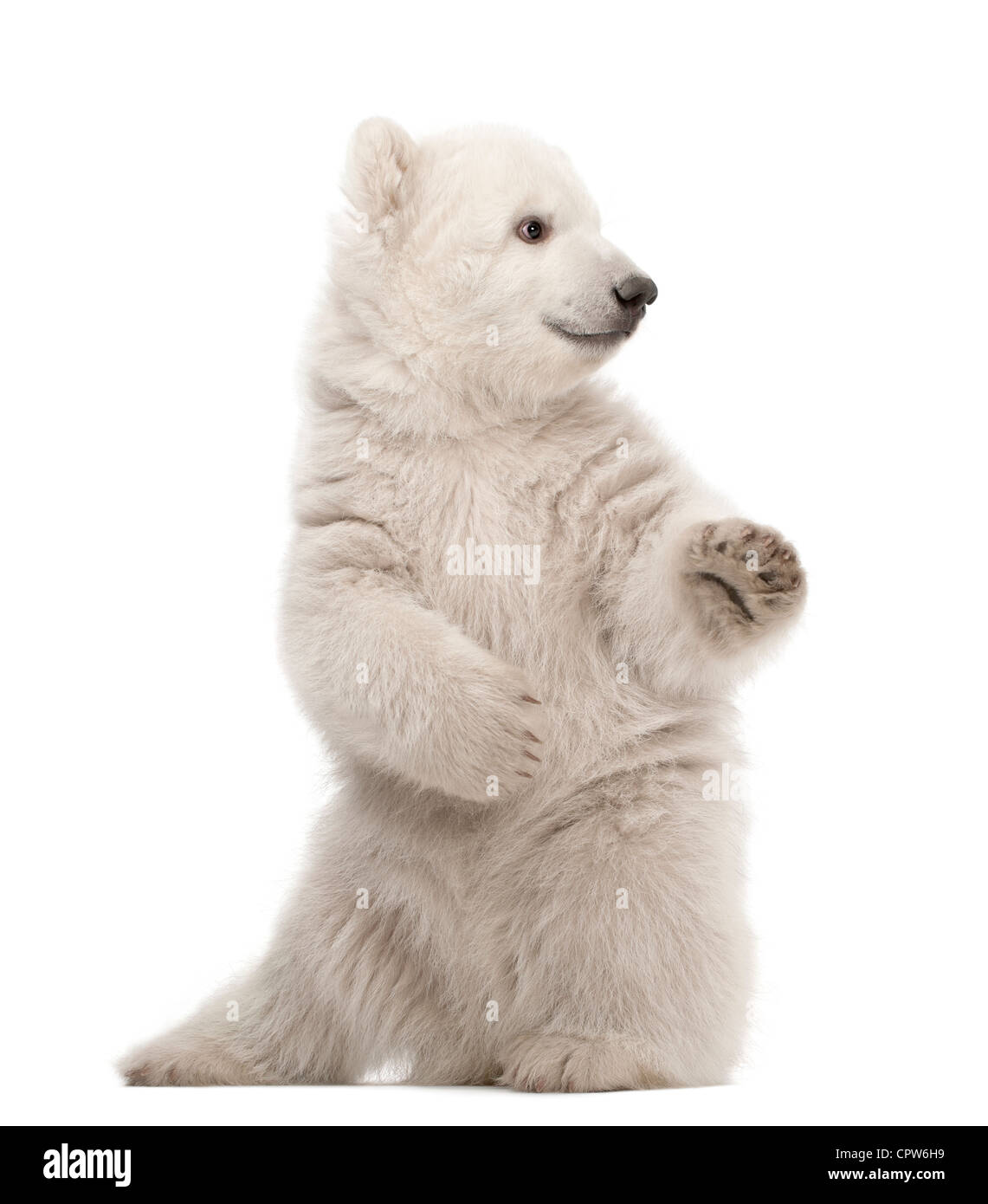 Polar bear cub,  Ursus maritimus, 3 months old, on hind legs against white background Stock Photo