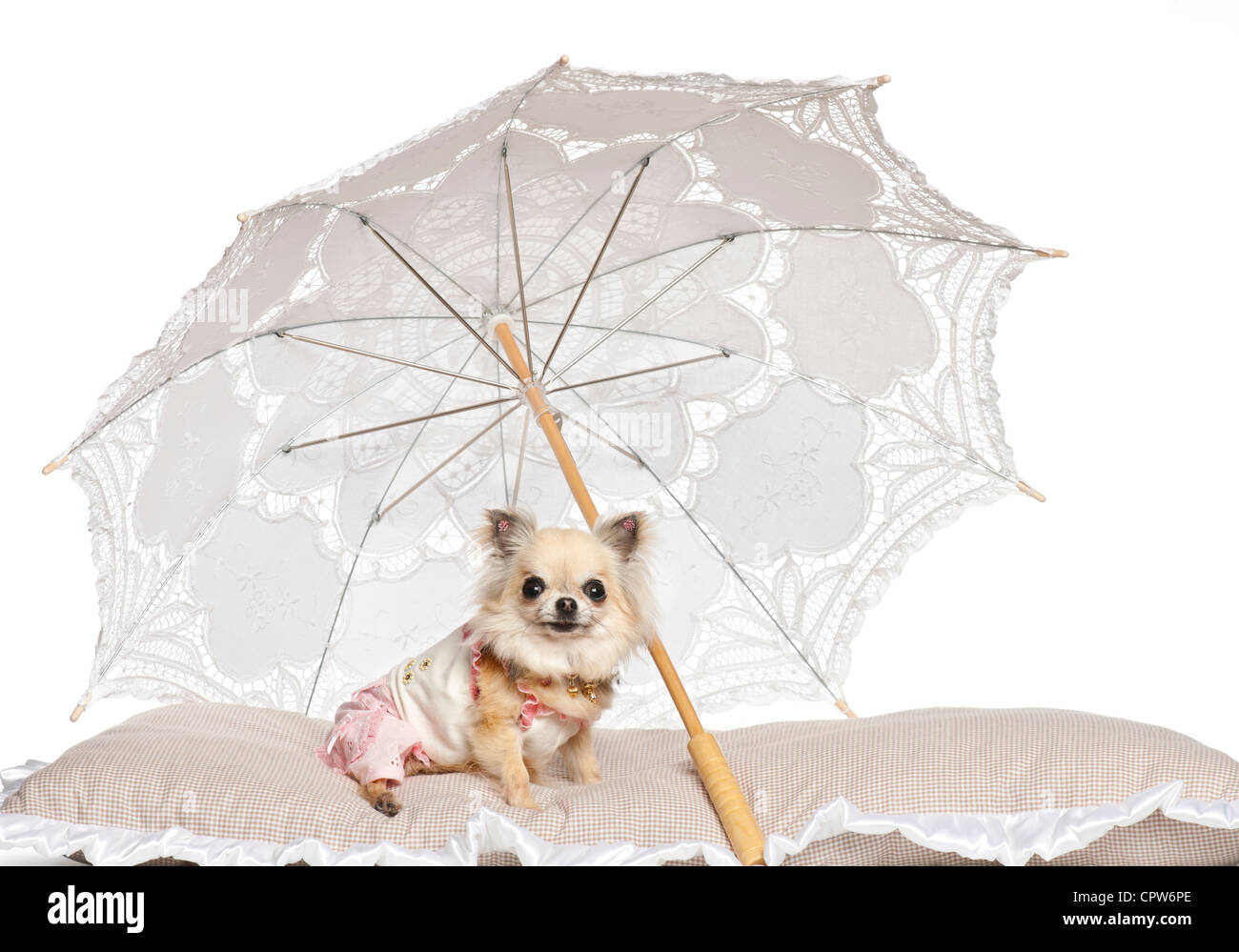 Dog top sun umbrella