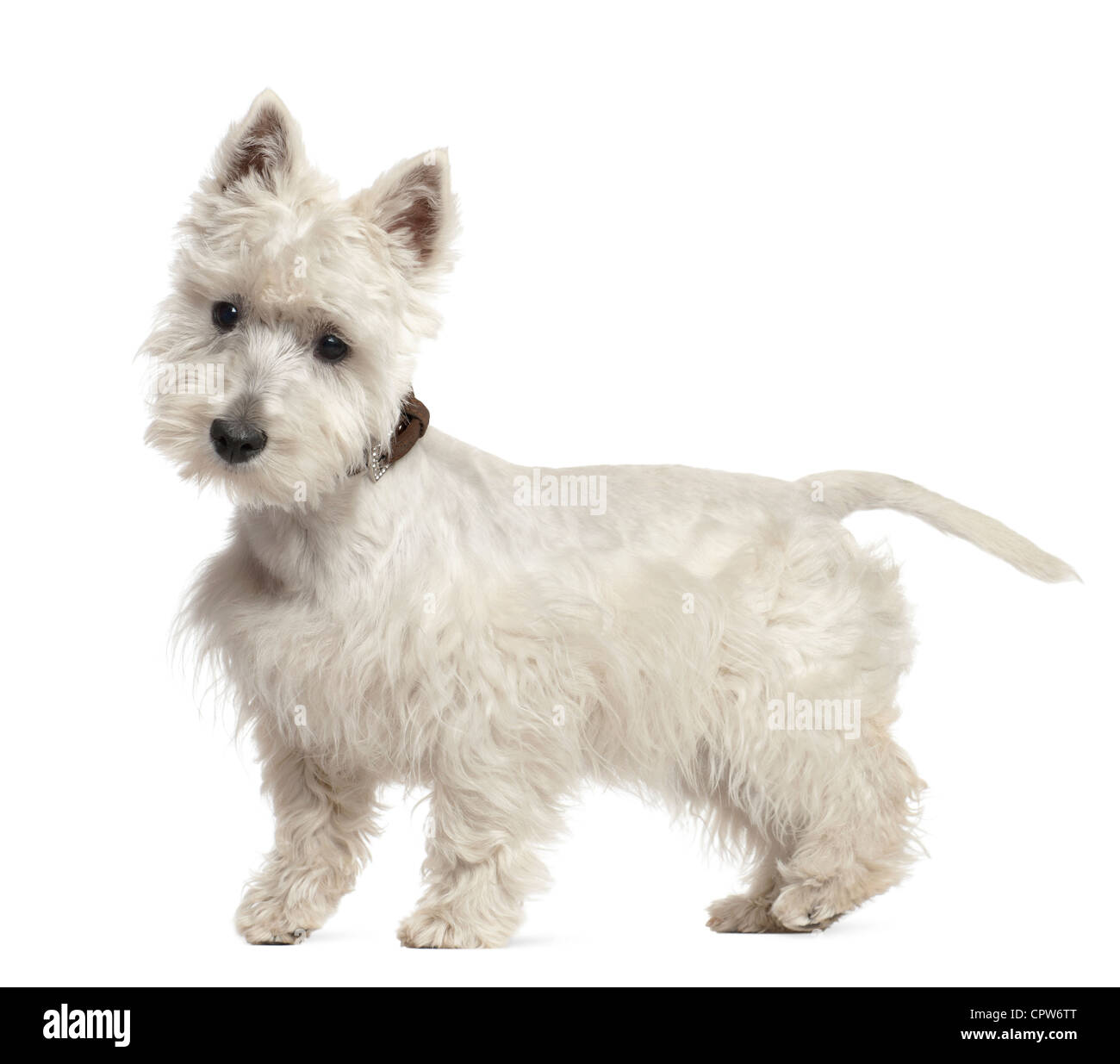 6 month old westie 2025