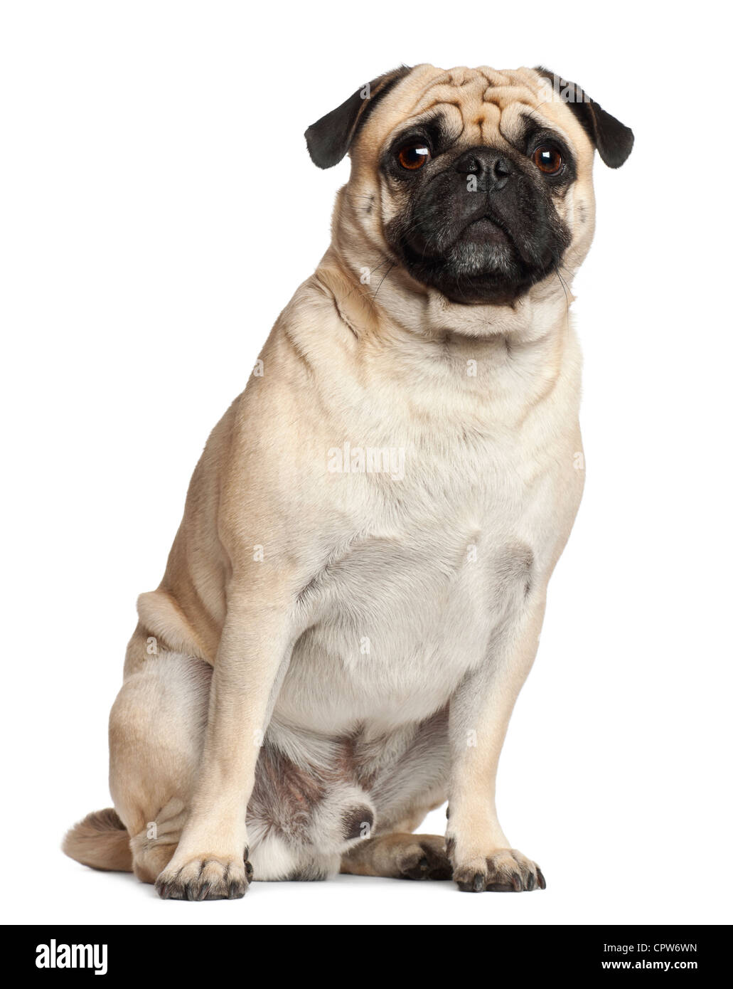 Pug, 3 years old, portrait sitting against white background Stock Photo