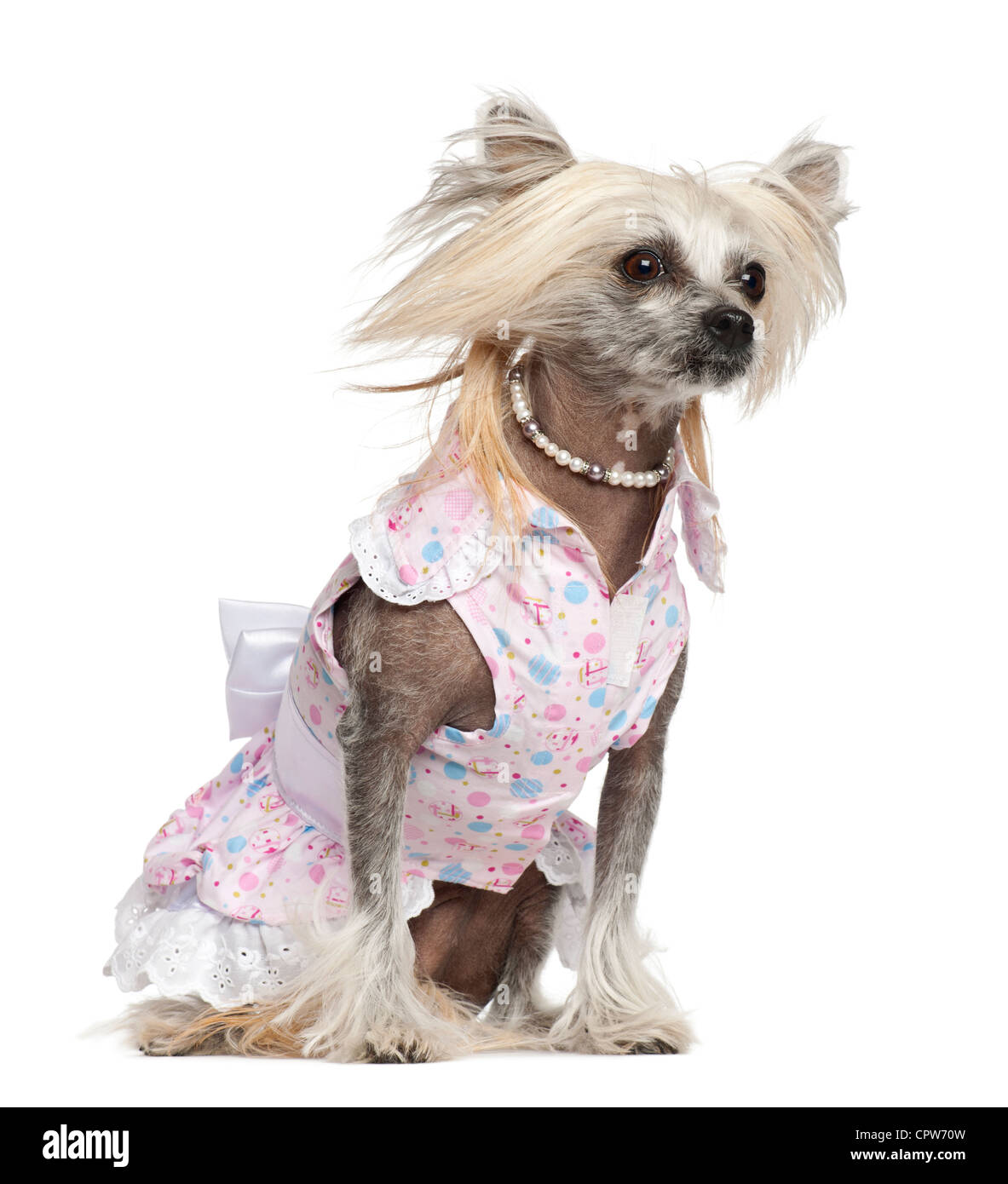 Chinese crested dog clothes online