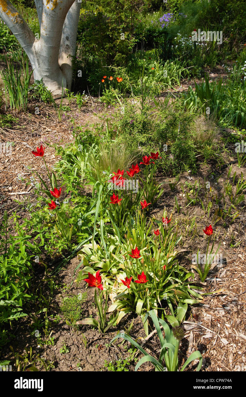 Naturalised Red Tulips growing in a plant nursery bed.  Tulipa Sprengeri. Stock Photo
