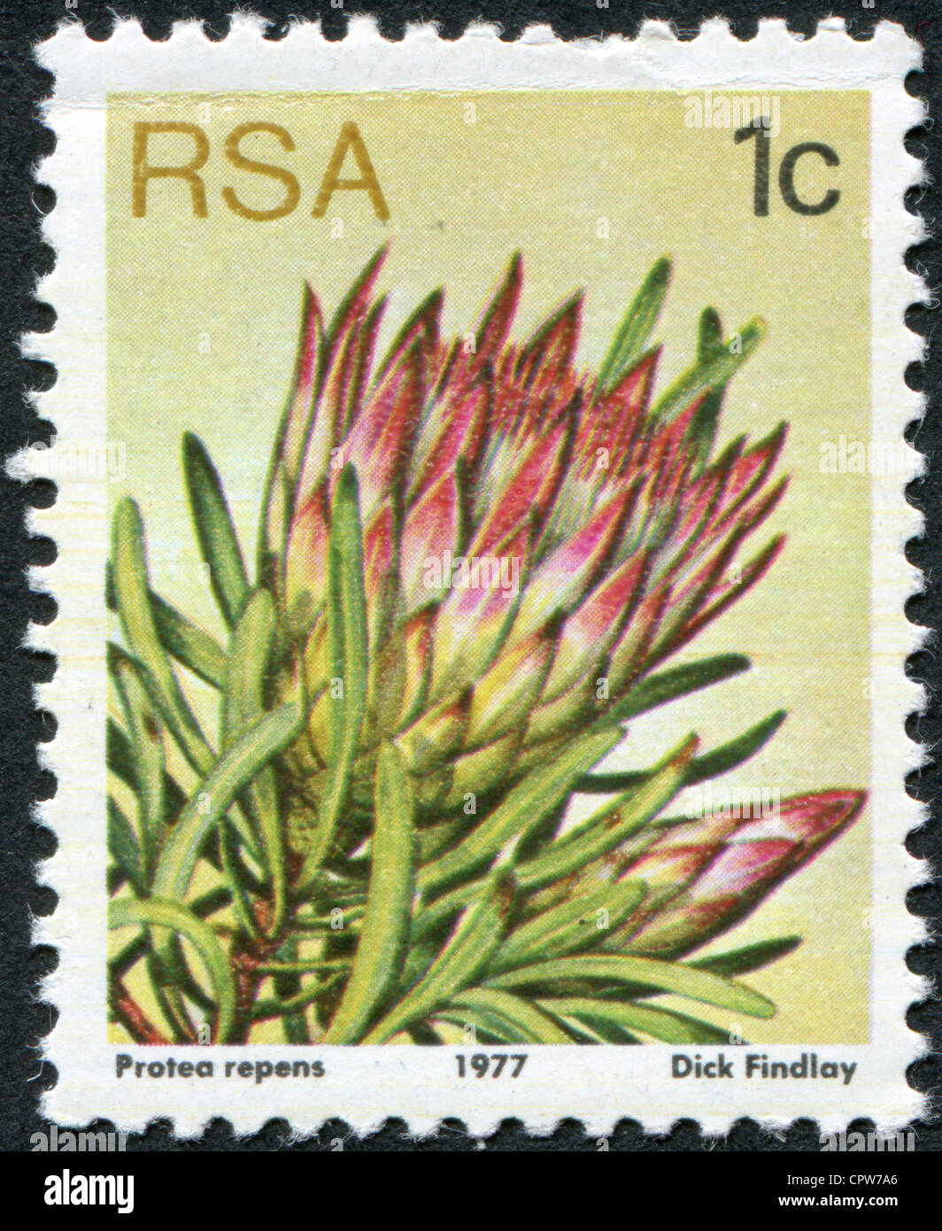 SOUTH AFRICA - CIRCA 1977: A stamp printed in South Africa (RSA), a flower bush Protea repens, circa 1977 Stock Photo