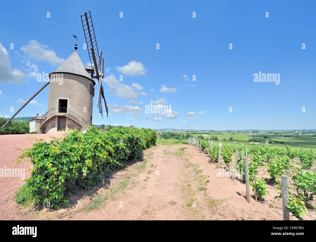 Windmill among vineyards in Beaujolais region, France Stock Photo