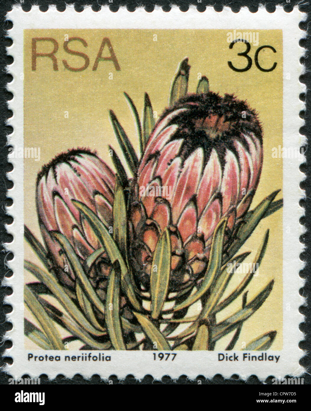 SOUTH AFRICA - CIRCA 1977: A stamp printed in South Africa (RSA), a flower bush Protea neriifolia, circa 1977 Stock Photo