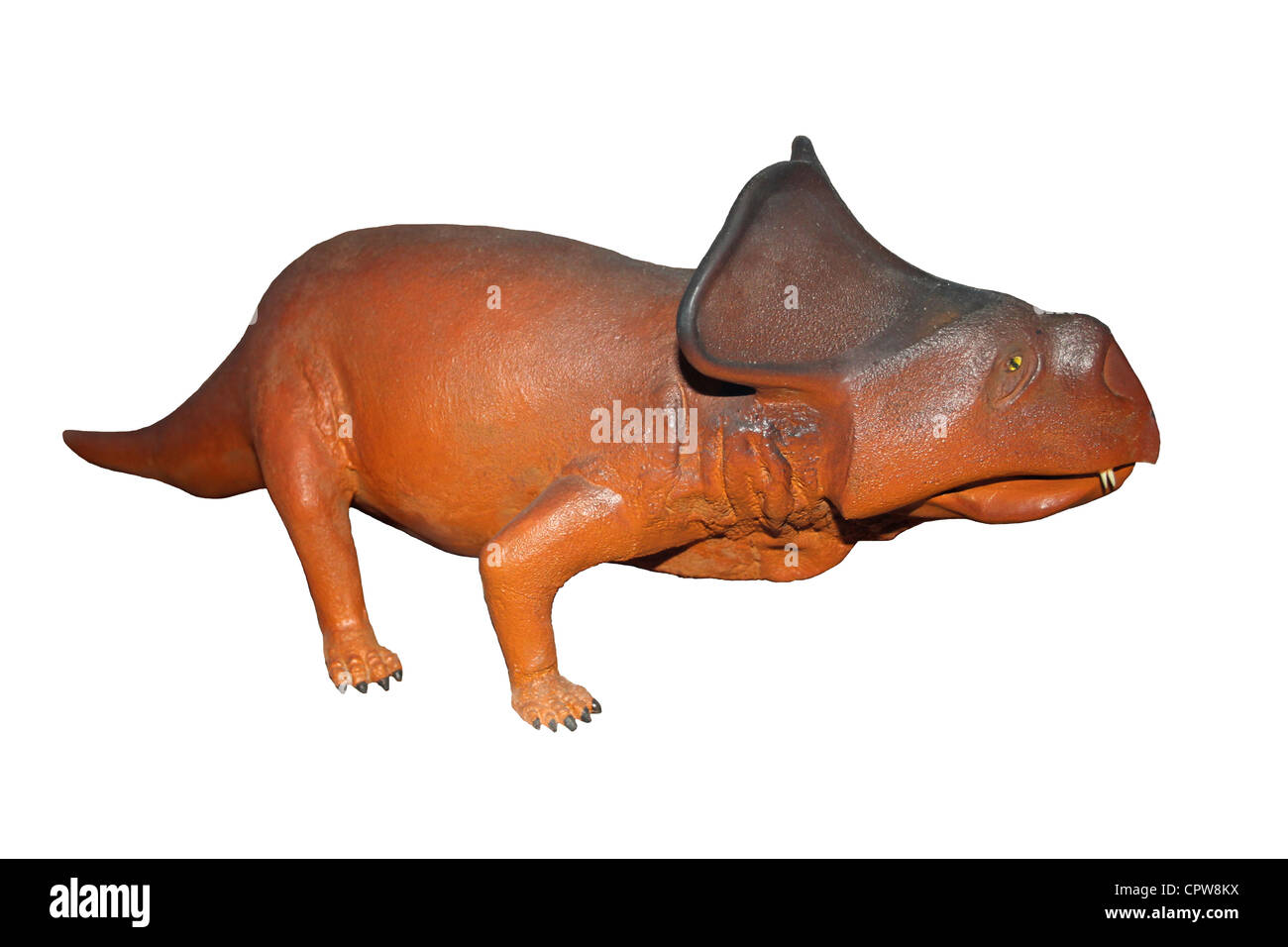 Protoceratops Dinosaur Model Stock Photo