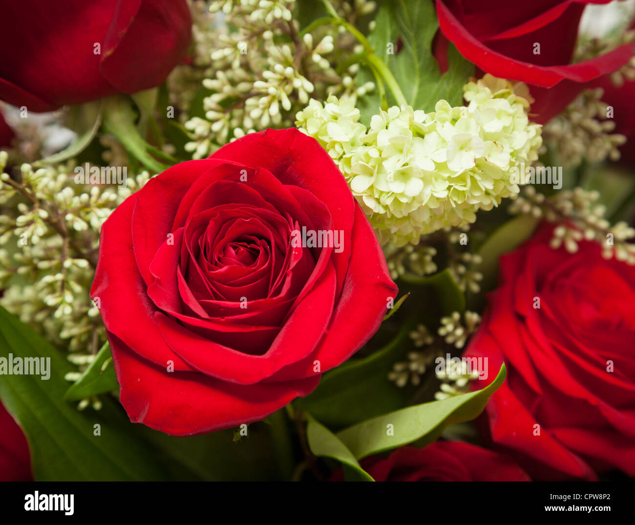 Red roses in a bouquet close up of the flowers Stock Photo