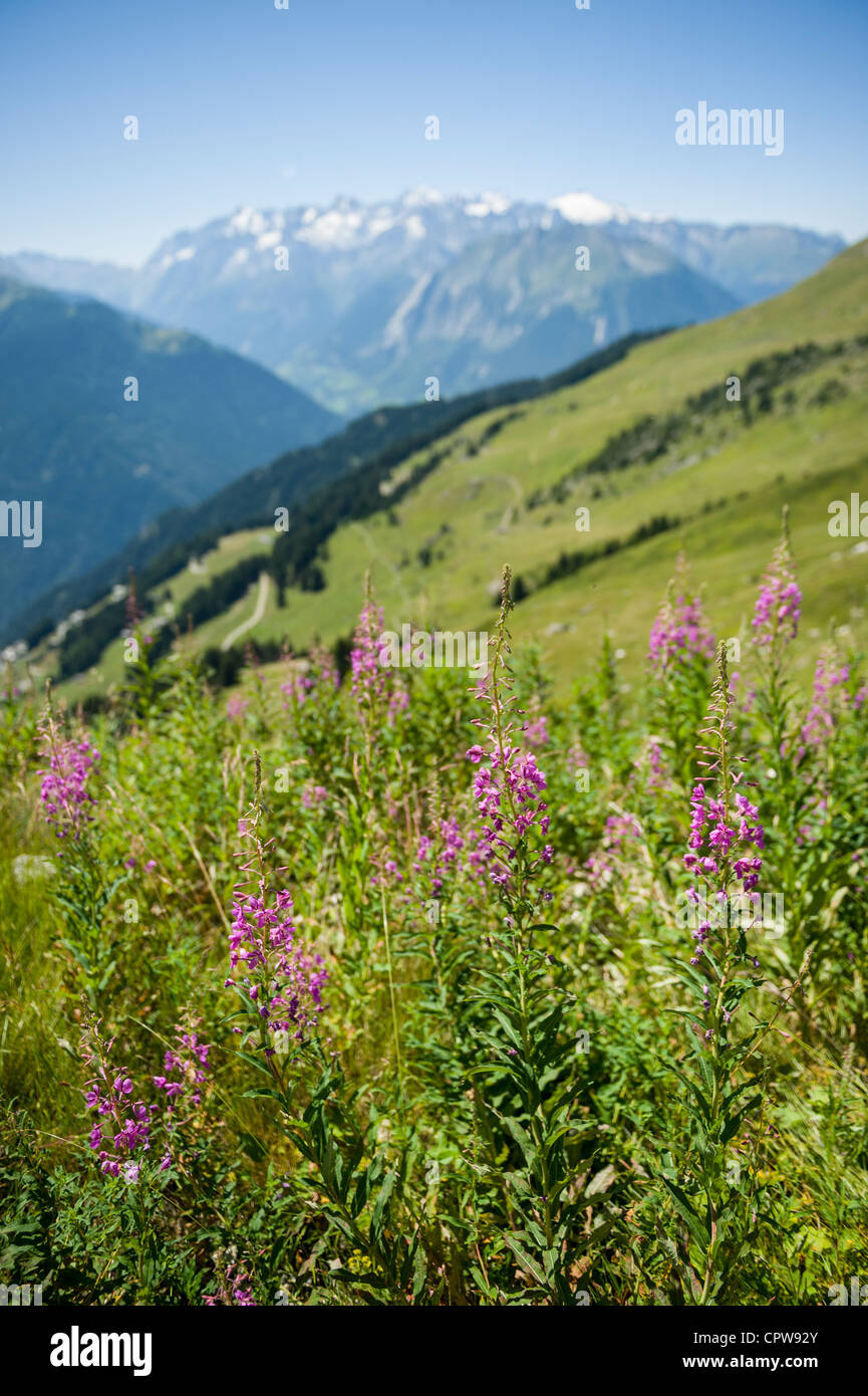 Mountain wild flowers high above Verbier, Swiss mountains, Switzerland  Stock Photo - Alamy