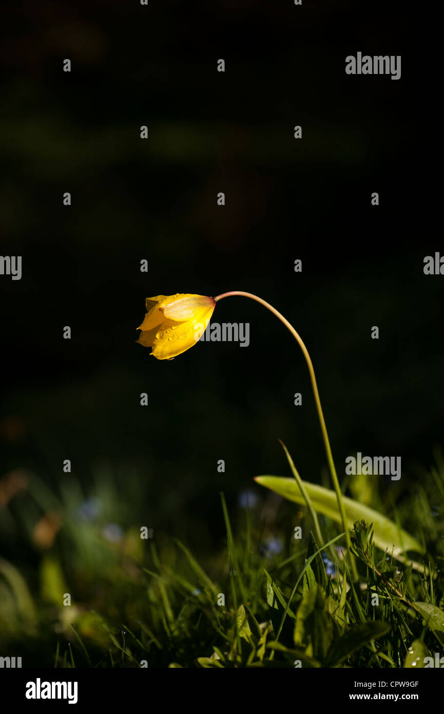 Tulipa sylvestris britain hi-res stock photography and images - Alamy