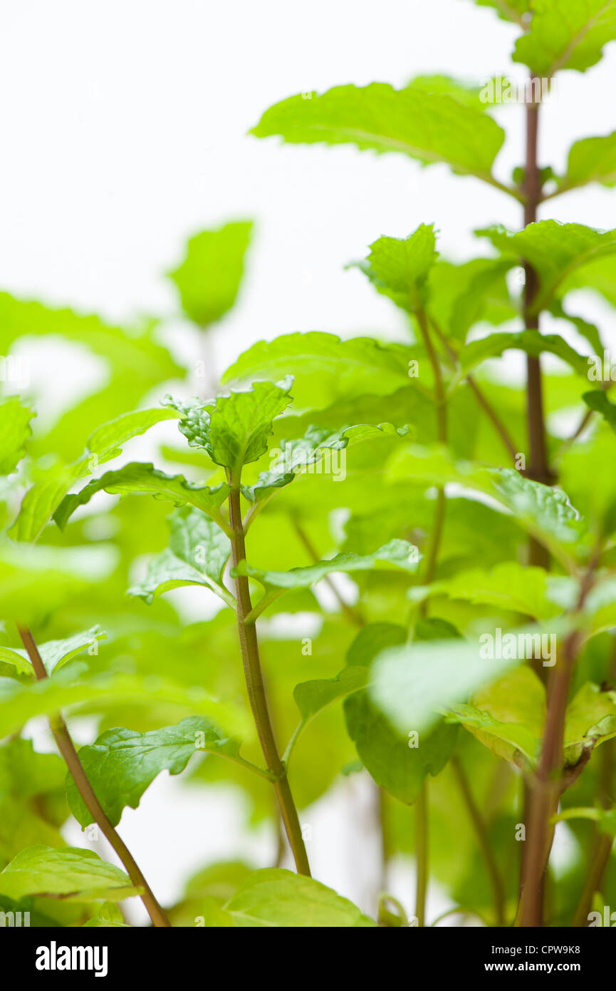 Mentha spicata, Spearmint or Common Mint Stock Photo