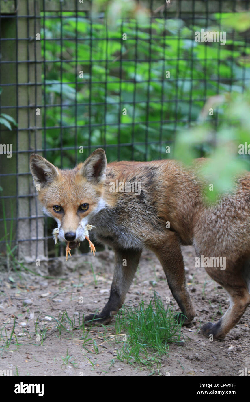 Chicken and fox hires stock photography and images Alamy