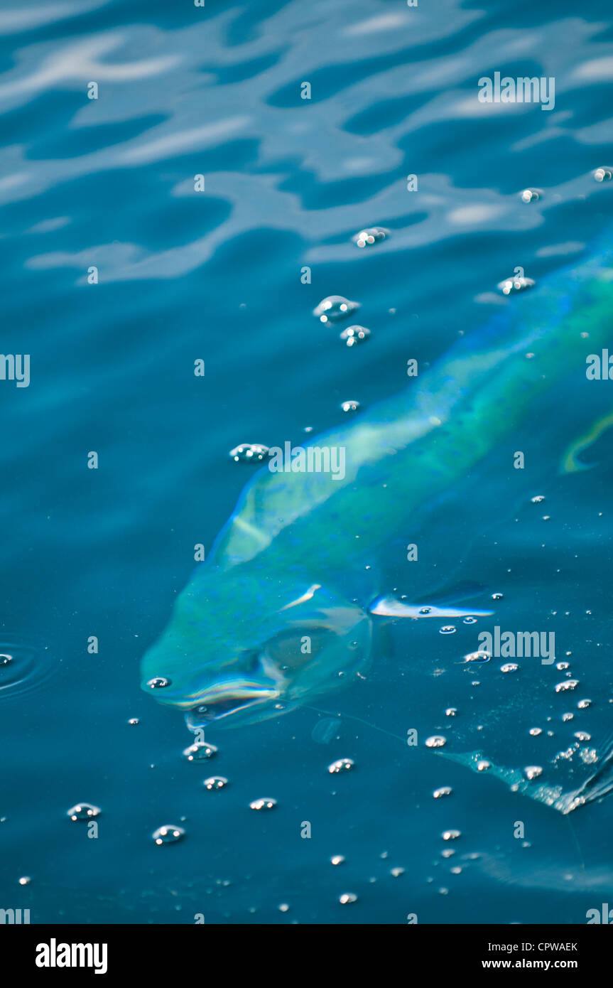 Mexico, Puerto Vallarta. Dolphin fish, mahi mahi or dorado (Coryphaena hippurus) deep sea