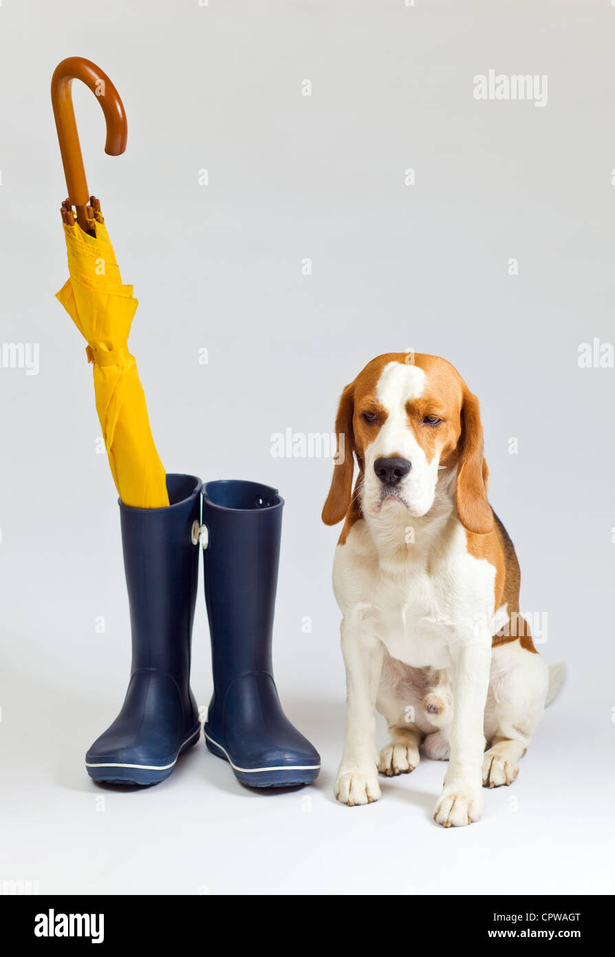 Beagle shop rain boots
