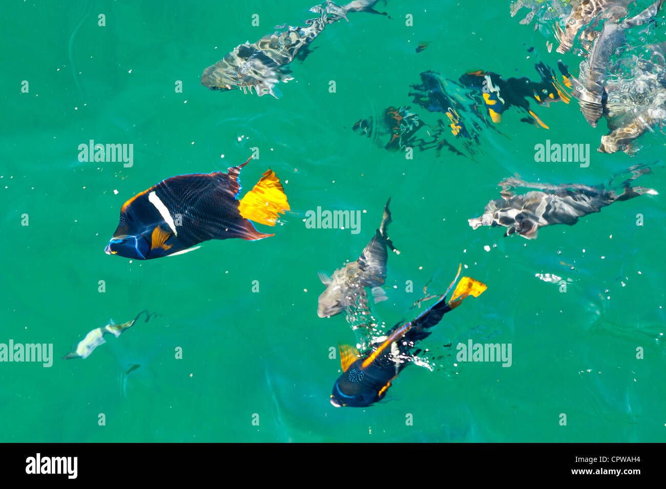 King Angelfish (holacanthus passer) Islas marietas islands national park unesco biosphere reserve puerto vallarta, mexico. Stock Photo