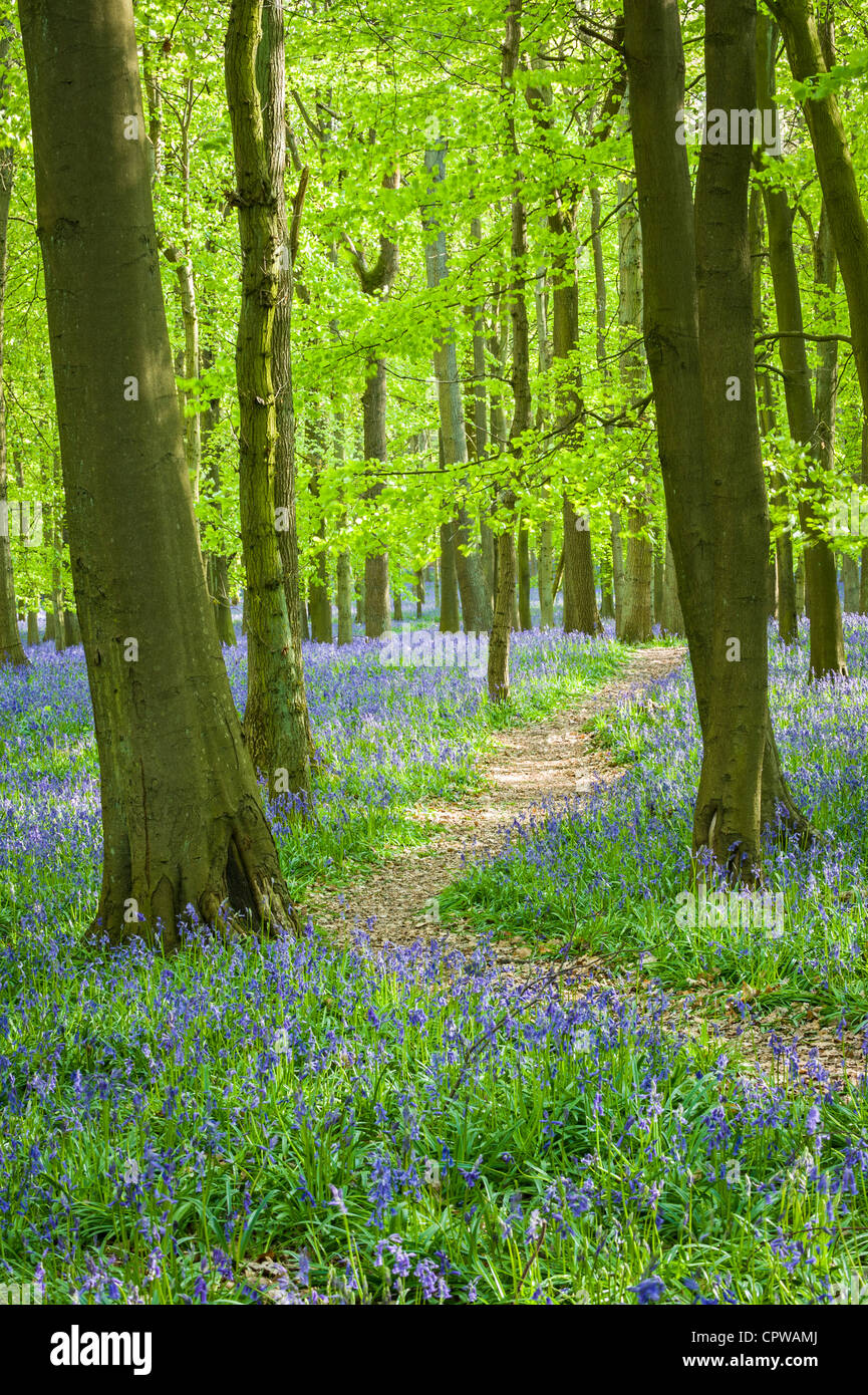 Bluebells in full bloom covering the floor in a carpet of blue in a beautiful beach tree woodland in Hertfordshire, England, UK Stock Photo