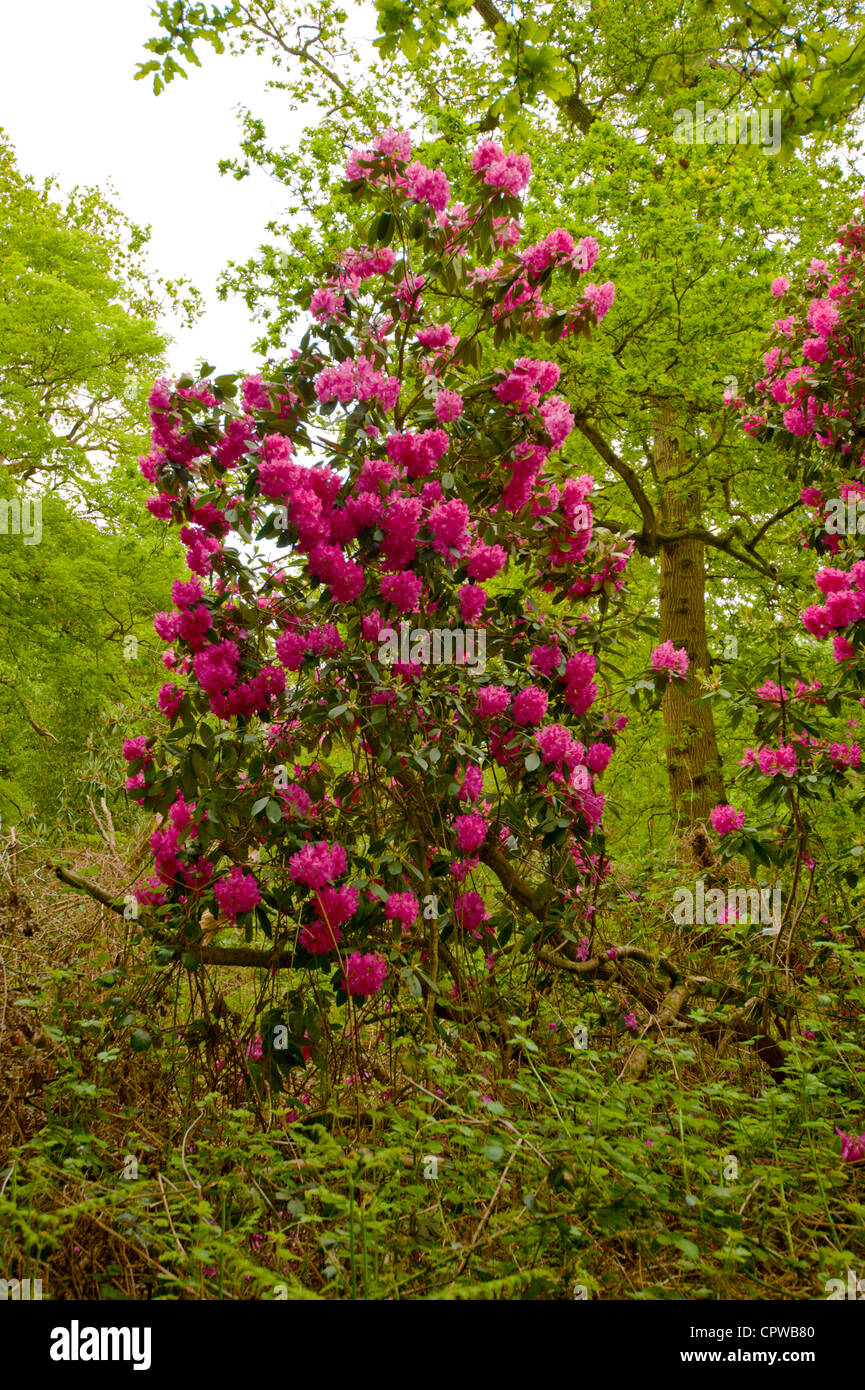 Rhododendron in a Norfolk Wood. Native flower of Nepal. Stock Photo