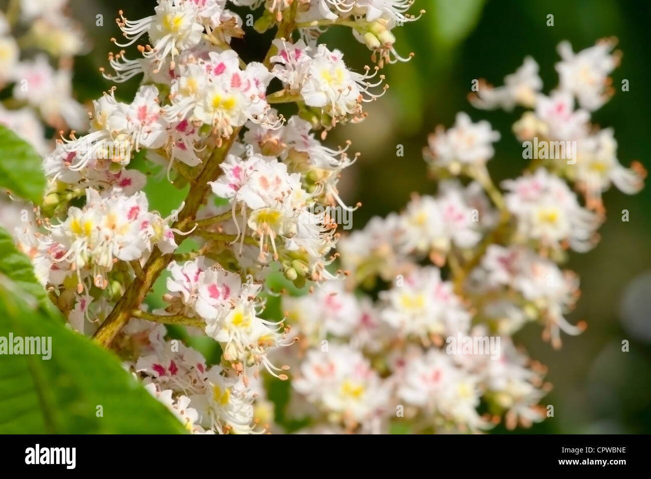Park spring flowers hi-res stock photography and images - Alamy