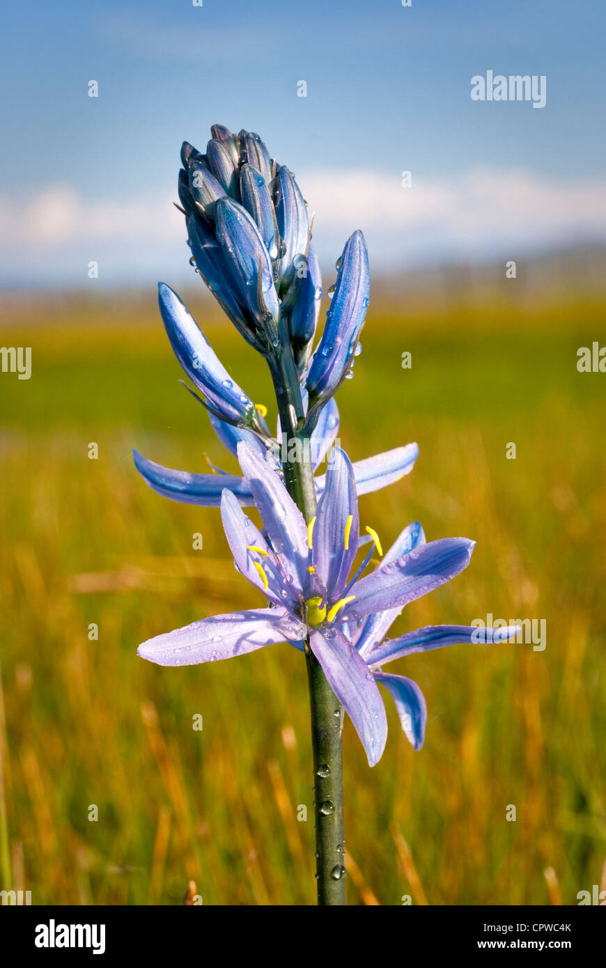 Drops on morning dew are on the 'Camas Lilly' flower Stock Photo