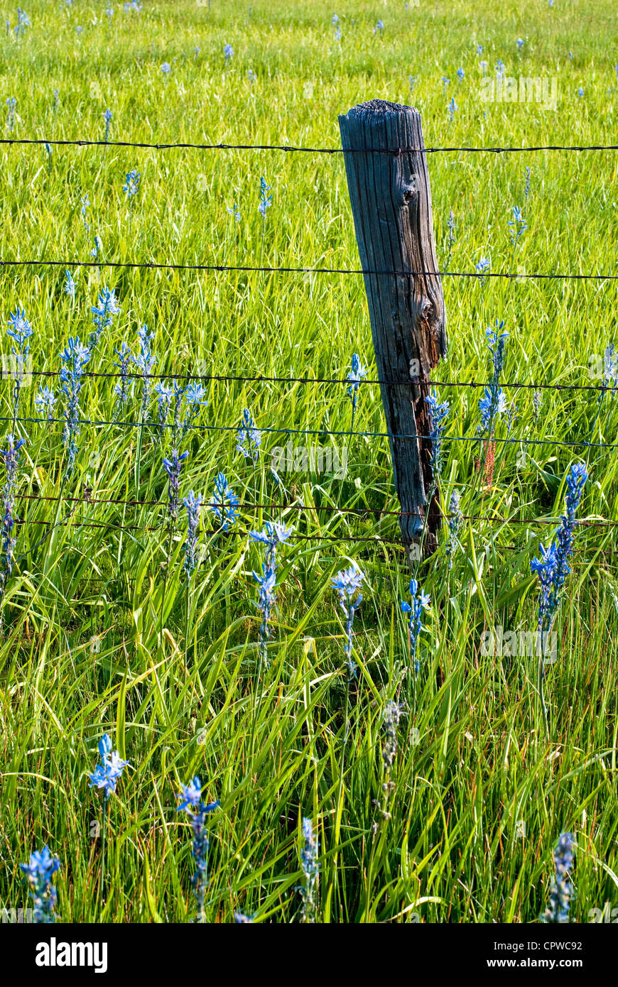 Fence post flowers hires stock photography and images Alamy