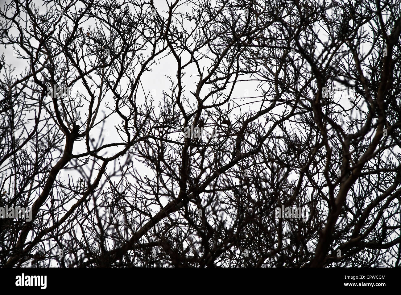 Tree Without Branches Stock Photos & Tree Without Branches Stock Images