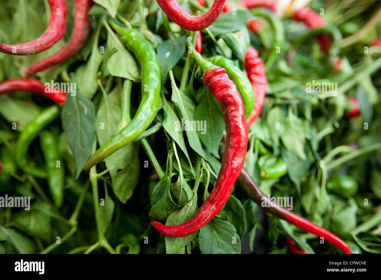 Red and green chili peppers, Capsicum pubescens, on sale in food market in Pienza, Tuscany, Italy Stock Photo