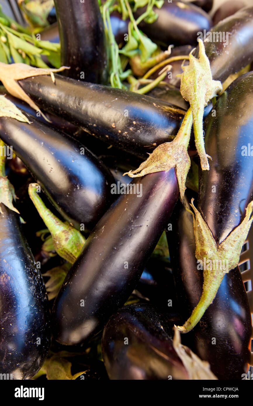 Freshly-picked aubergines, melanzane eggplants, on sale in food market in Pienza, Tuscany, Italy Stock Photo