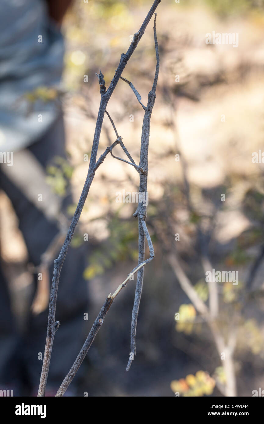 Madagascar Stick insect also called Pink Wing Stick Insect, Sipyloidea