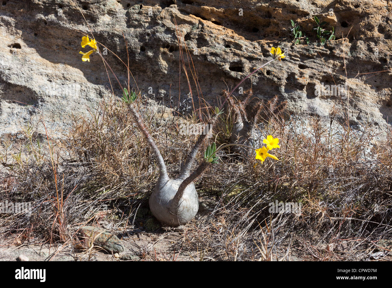 Pachypodium rosulatum, Elephant's Foot Plant, Isalo National Park, Madagascar Stock Photo